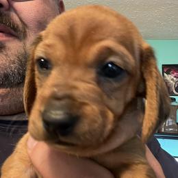 Dachshund Puppies from Witchy Woman’s Wiener’s