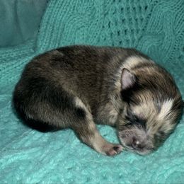 CKC-SPG2 - Chocolate merle female Pomeranian puppy in Lagrange, Georgia from Harringtons Pomeranian Playground