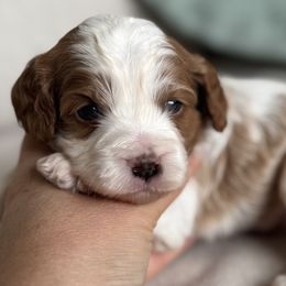 Dandy as in Yankee Doodle :) - Blenheim male Cavapoo puppy in Beckley, West Virginia from By Design Doodles
