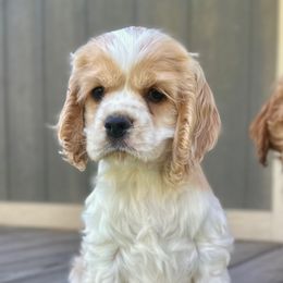 Cavapoos, Cockapoos, and Cocker Spaniels from Rocky Road Puppies