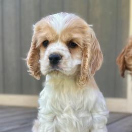 Cavapoos, Cockapoos, and Cocker Spaniels from Rocky Road Puppies