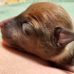 Miniature American Shepherd, Miniature Australian Shepherd, and Rat Terrier Puppies from Rocking 4C