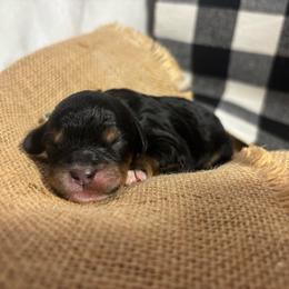 Texas - Tri-color male Cavapoo puppy in Carmichaels, Pennsylvania from Honey & Lemon Royalty