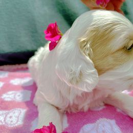 Cockapoo and Pomeranian Puppies from Luna Kennel