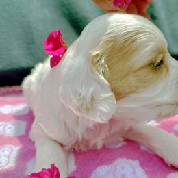 Cockapoo and Pomeranian Puppies from Luna Kennel