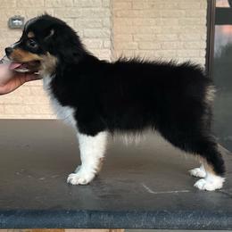 Luma - Black tri female Miniature American Shepherd puppy in Point, Texas from Circle J Miniature American Shepherds