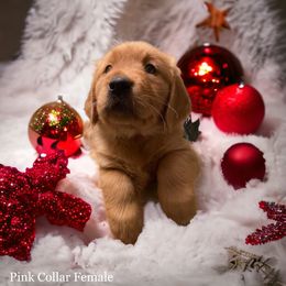 Golden Retriever Puppies from Studley Hill Goldens, LLC.
