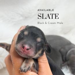 Slate - Black and cream male Dachshund puppy in Redding, California from Jean & Mae Doxies