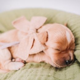 Purple Girl - Yellow and white female Bernedoodle puppy in Mckinney, Texas from Doodles of North Tx