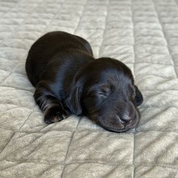Jafar - Black and tan male Dachshund puppy in Las Vegas, Nevada from Desert Dachshunds