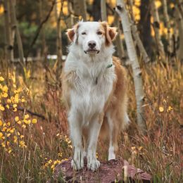 Promise - English Shepherd