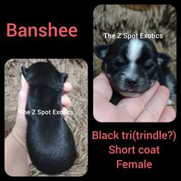 Banshee - Black and tan female Chihuahua puppy in Dandridge, Tennessee from The Z Spot Exotics