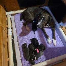 Mountain Cur puppies from Mountaineer Mountain Curs