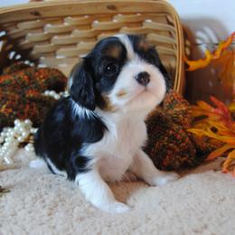 Bonnee - Tri-color female Cavalier King Charles Spaniel puppy in Mountain Grove, Missouri from Dogwood & Sassafras Companions