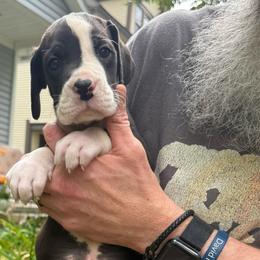 Rafferty - Mantle male Great Dane puppy in Cadillac, Michigan from Garrow Danes House of Blues