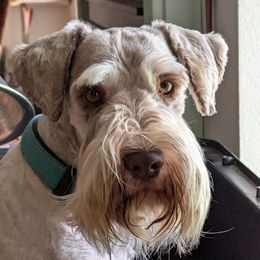 Ransom - Miniature Schnauzer