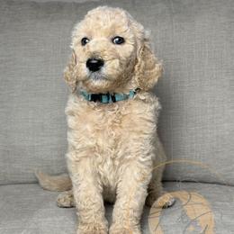 Icee (light blue collar) - Apricot male Goldendoodle puppy in Murrieta, California from Apricot Poodles & Goldendoodles, LLC