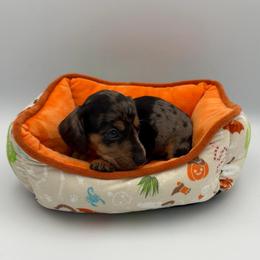 Blue Collar - Dapple male Dachshund puppy in Odessa, Texas from K9 Royal Club