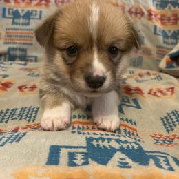 Hotshot Tail intact - Red male Pembroke Welsh Corgi puppy in Maupin, Oregon from Bailey Nannini