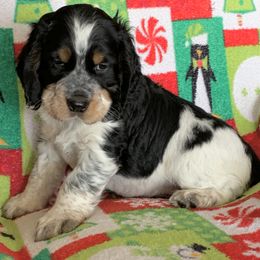 English Springer Spaniel Puppies from Rocky Mountain Springer Spaniels