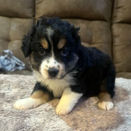 Girl 1 - Black tri Toy Australian Shepherd puppy in Norwood, Massachusetts from Loyal Litters Toy Australian Shepherds