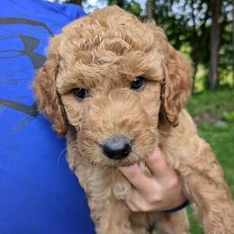 Daffodil - Apricot female Goldendoodle puppy in Jackson, Michigan from Truth and Liberty Family Farm