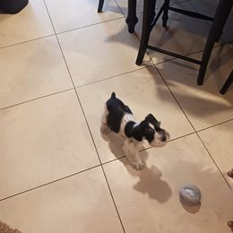 Miniature Schnauzer Puppies from Sabrina Ramirez