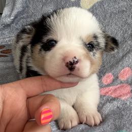 Lincoln - Gray and white male American Corgi puppy in Payson, Illinois from Creek Farm Corgis