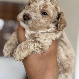 Butter - Apricot male Maltipoo puppy in San Diego, California from Maltipoos SD