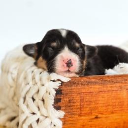 Boy 3 - male Pembroke Welsh Corgi puppy in Mona, Utah from Sorensen Corgis
