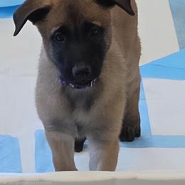 Purple - Fawn male Belgian Malinois puppy in Chesterfield, Virginia from Love Belgian Malinois