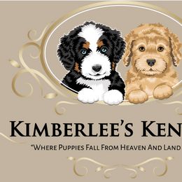 Bernedoodles and Goldendoodles from Kimberlee’s Kennels
