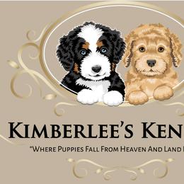 Bernedoodles and Goldendoodles from Kimberlee’s Kennels