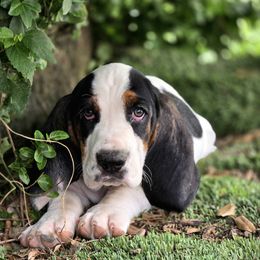 Francis (Orange) - Black white and brown male Basset Hound puppy in Amelia, Ohio from Lady Mae Bassets