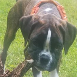Boxer Puppies from Rumar Boxers