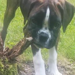 Boxer Puppies from Rumar Boxers