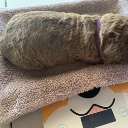 No. 1 - Dixie - Brown female Chesapeake Bay Retriever puppy in Yellville, Arkansas from Two Rivers Chesapeakes