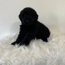 Dancer - Black male Goldendoodle puppy in Fairmount, Georgia from Muscadine Meadows Farm