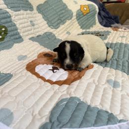 Boy 4 - Blue speckled male Australian Cattle Dog puppy in Concrete, Washington from Back Country Australian Cattle dogs
