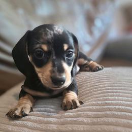Luke AKC - Dapple male Dachshund puppy in Arizona from Tps Teeny Weins
