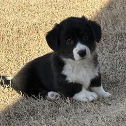 Noel - Black and white female American Corgi puppy in Temple, Texas from Silver Moon Cardigan and American Corgis