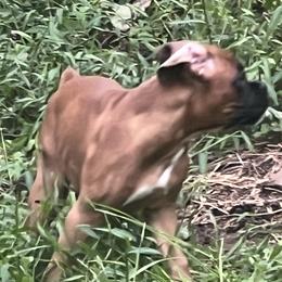 Boxer Puppies from Shaddai Kennels