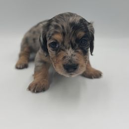 Tinkerbell- tiny dapple female ready b4 Christmas - Dapple female Dachshund puppy in North Branch, Michigan from Monarch Miniature Dachshunds