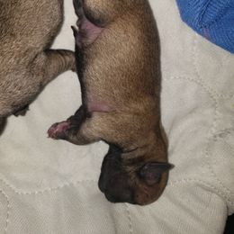 Boy 2 - Fawn male Pug puppy in Gadsden, Alabama from Carla's Pugs