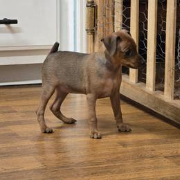 Miniature Pinscher puppies from Shadowpins Miniature Pinschers