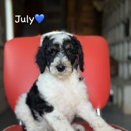 July - Parti male Poodle puppy in Lancaster, Minnesota from Finney Ranch