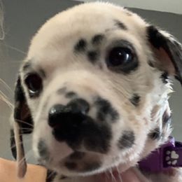 Purple collar girl- 2 blue eyes - White and black Dalmatian puppy in Waterloo, Iowa from Daisy's Dalmatians