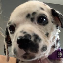 Purple collar girl- 2 blue eyes - White and black Dalmatian puppy in Waterloo, Iowa from Daisy's Dalmatians
