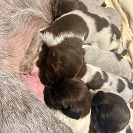 Smoke - Brown and gray male Wirehaired Pointing Griffon puppy in Shelbyville, Texas from AndersonK9Kennels Bayou Beards