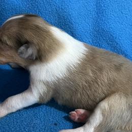 Sable Merle Male 1 - Sable merle Collie puppy in Bad Axe, Michigan from Collie Campo